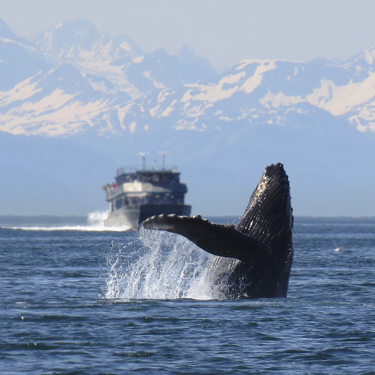 humpback, whale, breeching